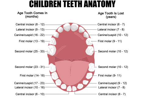 Animated chart of children's teeth